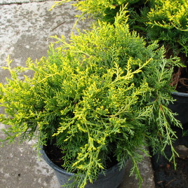 Juniperus chinensis ‘Savaria Gold’ – arany terülő boróka