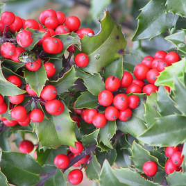 Ilex x meservae ‘Blue Angel’ – hibrid magyal