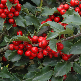 Ilex x meservae ‘Blue Princess’ – hibrid magyal