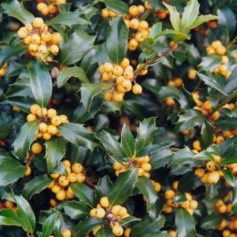 Ilex x meservae ‘Golden Girl’ – sárga hibrid magyal