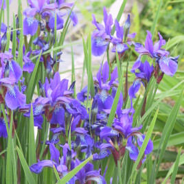 Iris sibirica – szibériai nőszirom