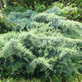 Juniperus chinensis ‘Blue Cloud’ – “kék felhő” boróka