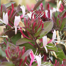 Lonicera japonica ‘Atropurpurea’ – vörös levelű japán lonc