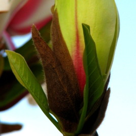 Magnolia x ‘Green Diamond’ – liliomfa ÚJDONSÁG!