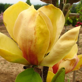 Magnolia x ‘Sunsation’ – sárga liliomfa ÚJDONSÁG!
