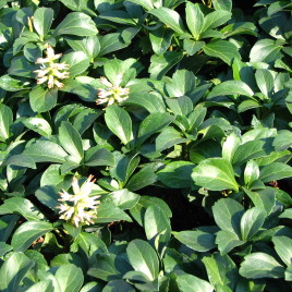 Pachysandra terminalis – japán kövérke