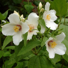 Philadelphus x ‘Belle Etoile’ – illatos jezsamen