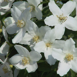 Philadelphus x ‘Silver Shower’ – kis növésű jezsamen