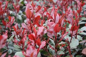 Photinia x fraserii ‘Little Red Robin’ – törpe koralberkenye