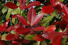 Photinia x fraserii ‘Red Robin’ – koralberkenye