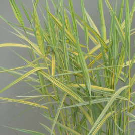 Phragmites karka ‘Variegata’ – tarka , japán törpenád