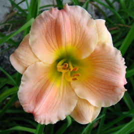 Haemerocallis x ‘Pink Puff’ – sásliliom