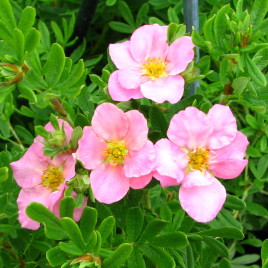 Potentilla x ‘Lovely Pink’ – cserjés pimpó
