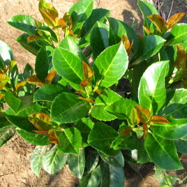 Prunus laurocerasus – babérmeggy