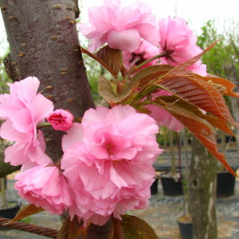 Prunus serrulata ‘Kansan’ – japán díszcseresznye