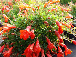 Punica granatum ‘Nana’ – törpe gránátalma