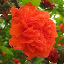 Punica granatum ‘Peony Magic’ – telt virágú gránátalma