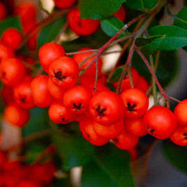 Pyracantha x ‘Mohave’ – tűztövis