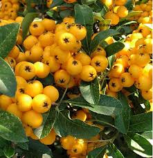 Pyracantha x ‘Solei D’or’ – sárga termésű tűztövis