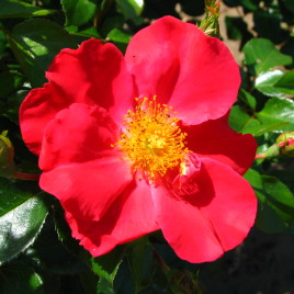 Rosa x ‘Golden Eye’