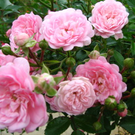 Rosa x ‘The Fairy’ – rózsa “a tündéri”