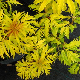 Sambucus racemosa ‘Plumosa Aurea’ – aranycsipkés fürtös bodza