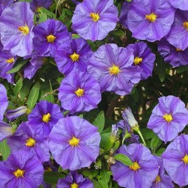 Solanum rantonetti – enciánfa