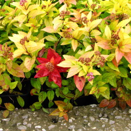 Spiraea japonica ‘Gold Mound’- arany levelű, kerti gyöngyvessző