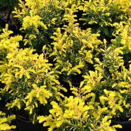 Taxus baccata ‘Sommergold’ – arany lombú , terülő tiszafa