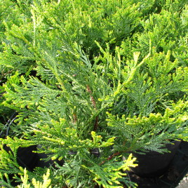 Thujopsis dolobrata v. Hondaii – Hondai szigeti Híbatuja