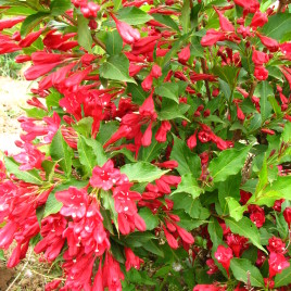 Weigela x ‘Eva Rathke’ – rózsalonc