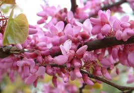 Cercis siliquastrum – júdásfa