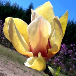Magnolia x ‘Sunsation’ – Sunsation sárga liliomfa ÚJDONSÁG!