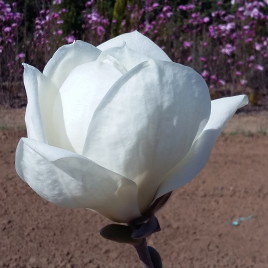 Magnolia denudata ‘Yulan’ – liliomfa