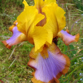 Iris barbata x ‘Brown Lasso’ – szakálas nőszirom