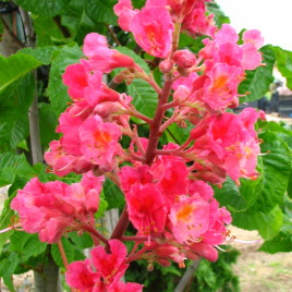 Aesculus x carnea ‘Briottii Select’ – piros virágú vadgesztenye