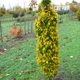 Carpinus betulifolius ‘Monumentalis’ – törpe oszlopos gyertyán