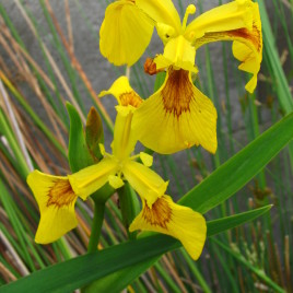 Iris pseuadacorus – mocsári nőszirom