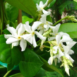 Trachelospermum jasminoides – örökzöld csillagjázmin
