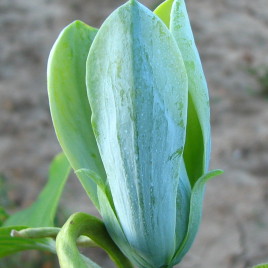 Magnolia x ‘Blue Opal’ – liliomfa ÚJDONSÁG!