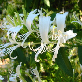 Lonicera henrii x Lonicera japonica – örökzöld hibrid lonc