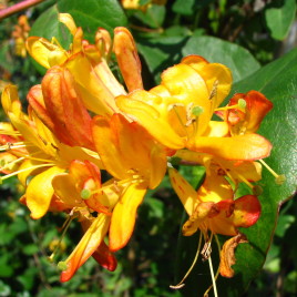 Lonicera x tellmanniana – magyar lonc