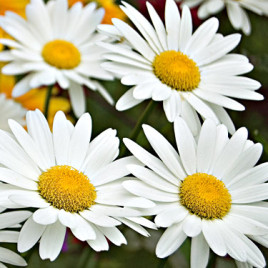 Leucanthemum x superbum ‘Becky’ – Shasta hibrid margaréta