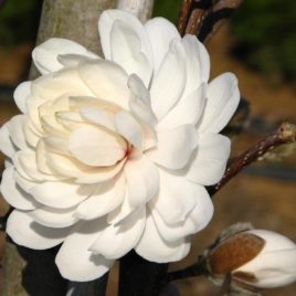 Magnolia stellata ‘Wildcat’ – telt virágú liliomfa