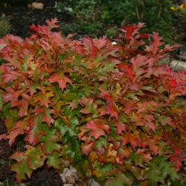 Quecus palustris ‘Green Dwarf’ – gömb mocsári tölgy