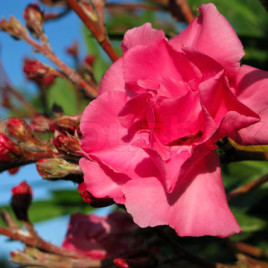 Nerium oleander – leander , telt rószaszín