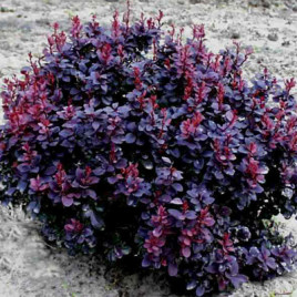 Berberis thumbergii ‘Concorde’ – bordó levelű japán borbolya ÚJ!
