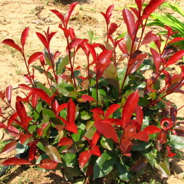 Photinia fraserii ‘Compacta’- kis levelű korall berkenye