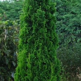 Thuja occidentalis ‘Strasbourg’ – karcsú oszlopos nyugati tuja
