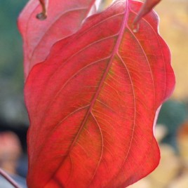 Cornus cousa v. chinensis – kinai csillagsom
